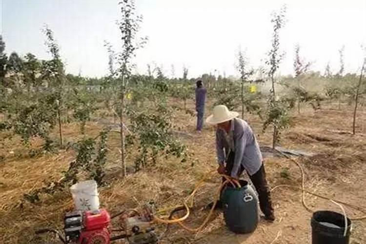 先打除草剂还是先打叶面肥