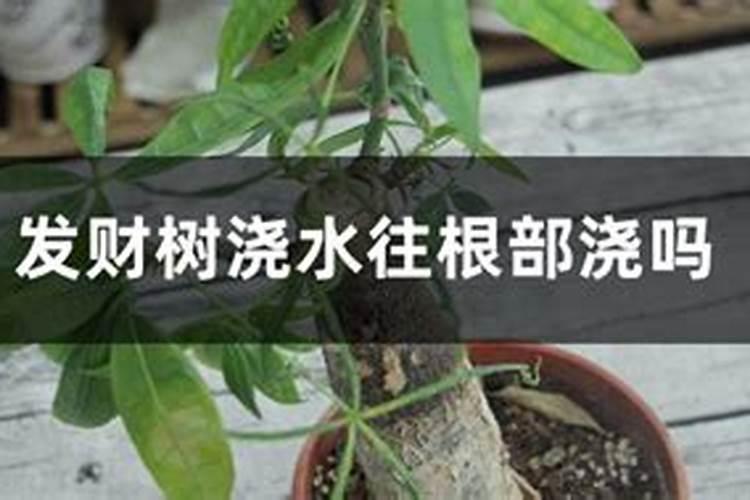 发财树浇什么肥料合适