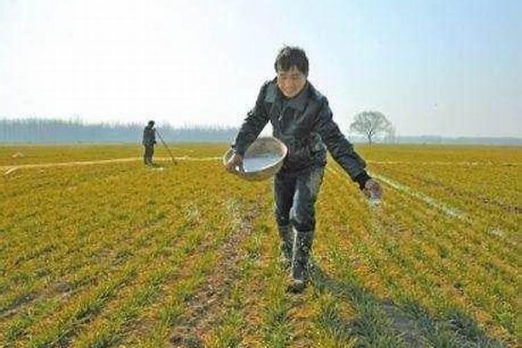 朝鲜人种地很少使用化肥,农民干活成群结队