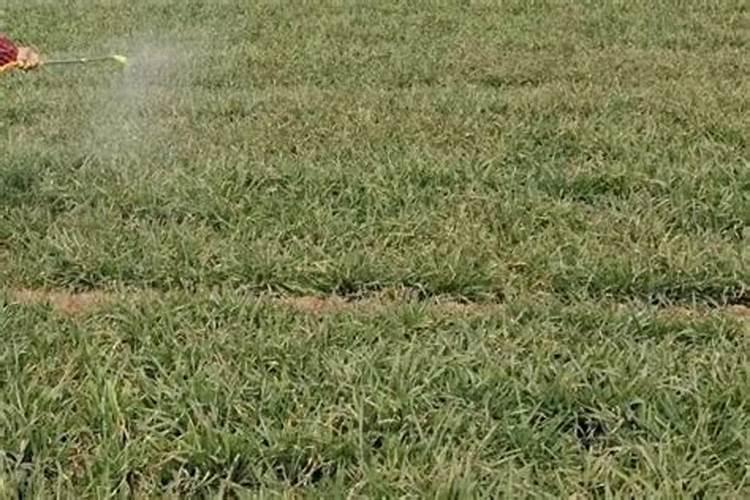 三角梅怎样浇水和施肥？