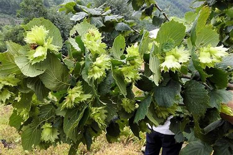 大榛子病虫害用什么药