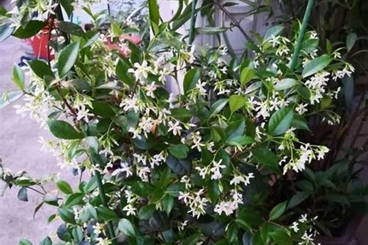 沙糖桔控梢到什么时候