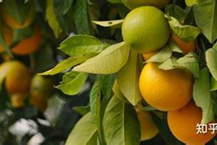 用什么药能让麦冬多长果根又壮苗