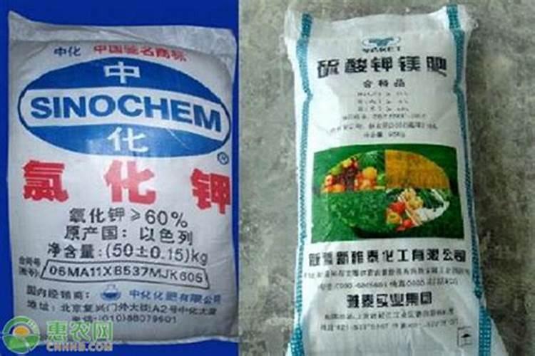 磷酸二氢钾和芸苔素果然是绝配!