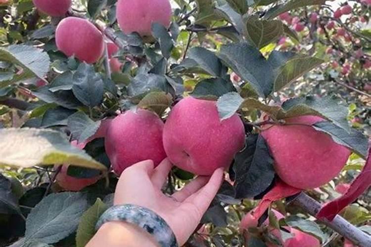 苹果树6月份施什么肥