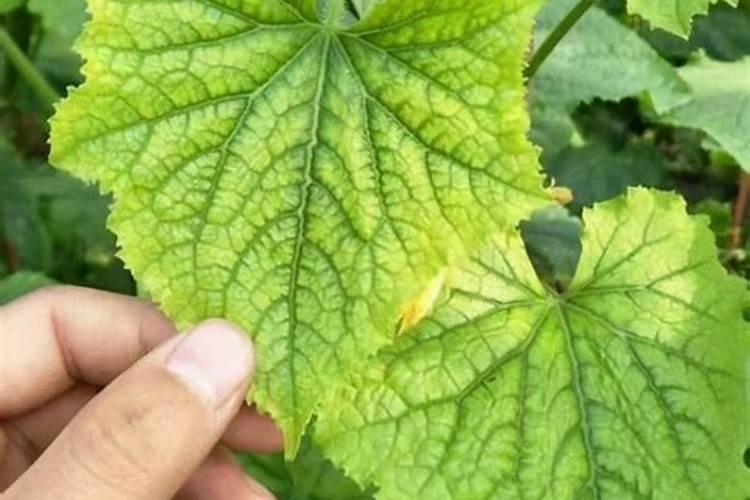 菜叶发黄是缺什么肥 菜叶发黄