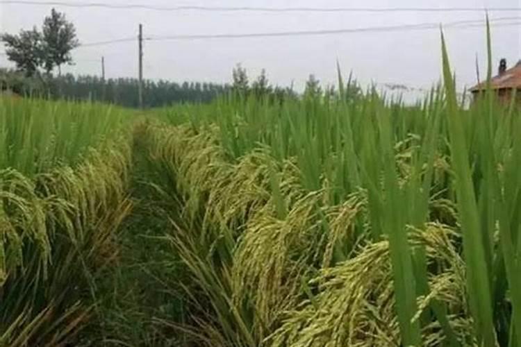 茶叶什么时候施肥比较合适