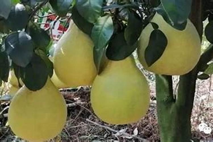 土壤长青苔怎样处理 土上长青苔怎么清理
