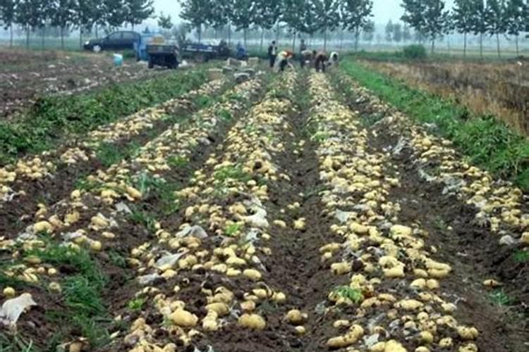 土豆种多深好？株距和行距是多少？用什么肥料好？