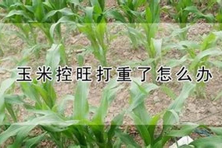 玉米该控旺了,不是所有的玉米都要控旺,怎么控？何时控？