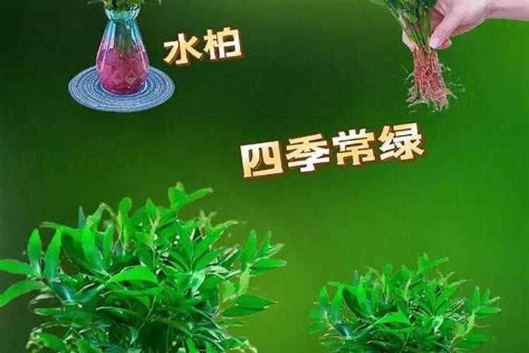 施用氮肥过多对植物有什么影响
