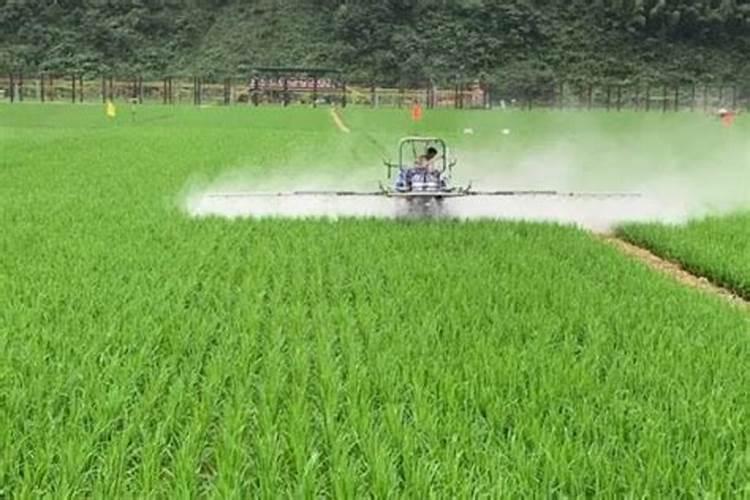 菜籽饼怎么发酵