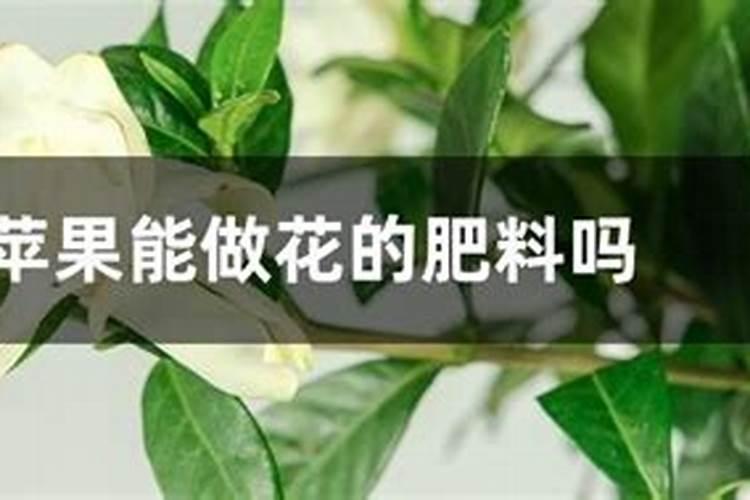 烂苹果可以做花肥吗
