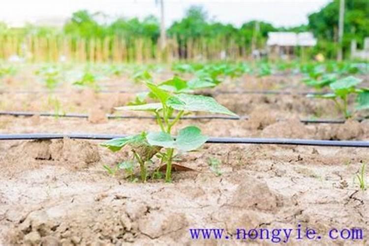 硅肥的作用及使用方法