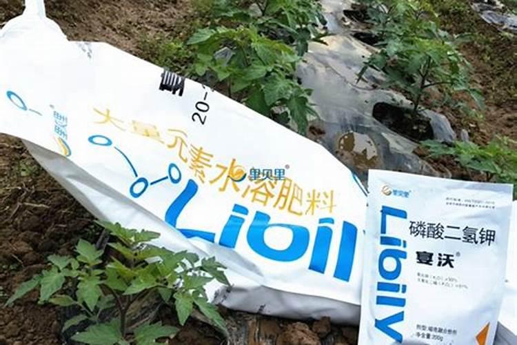 海藻鱼蛋白水溶肥后期能用在大姜上面吗