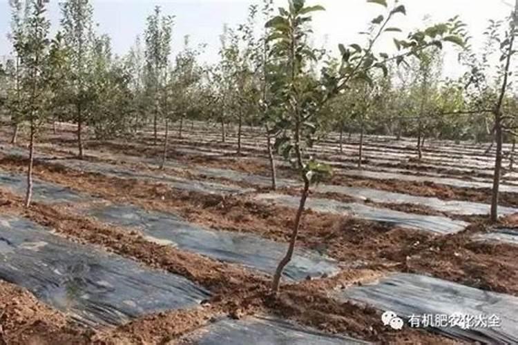 果树多上点羊粪不上化肥行吗