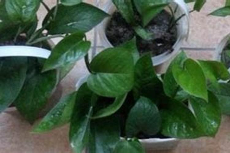 怎样给绿萝施肥浇水？