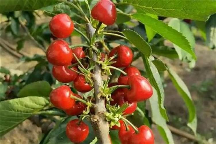 腐植酸钾的主要用途