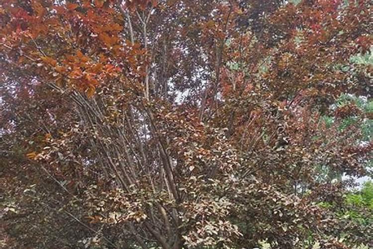 红叶李种植时间及管理要注意什么？