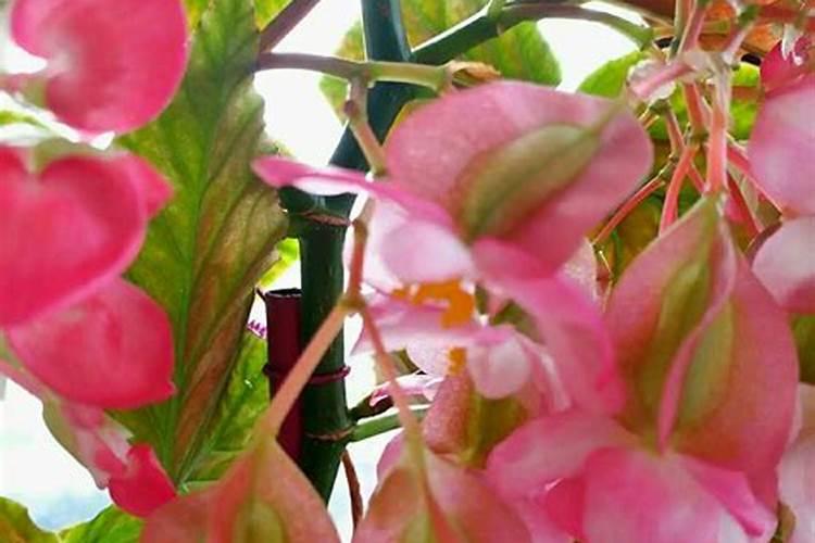 四季竹节海棠夏天怎么养 如何夏天养四季竹节海棠