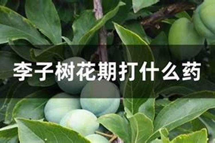 英英李子园科普李子苗在不同生长阶段的施肥技巧