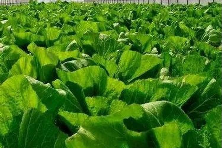 金边连翘树苗哪里有？观赏性怎么样？谁有图片给我看一下,谢谢。百度知 ...