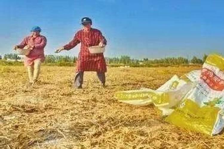 稻田的时候喷农药几次