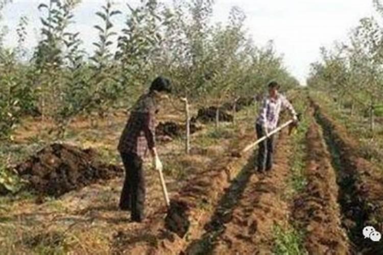 种荔浦芋头一亩要多少成本