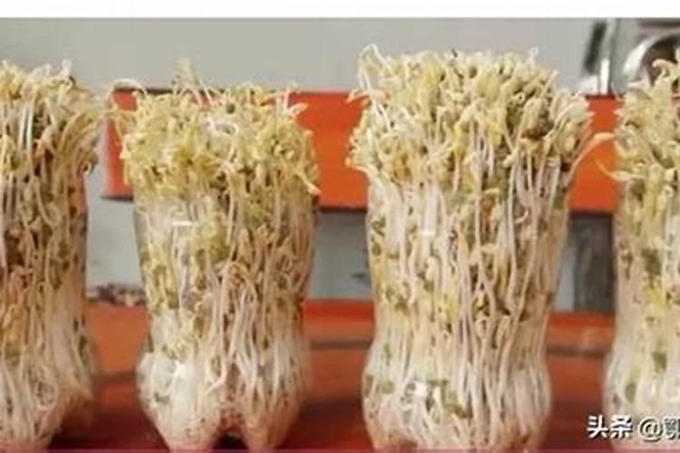 保力丰水溶肥对黄豆芽起作用吗？