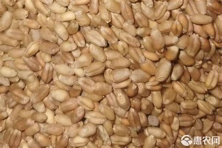 采取何种正确方法来将硫酸镁兑水