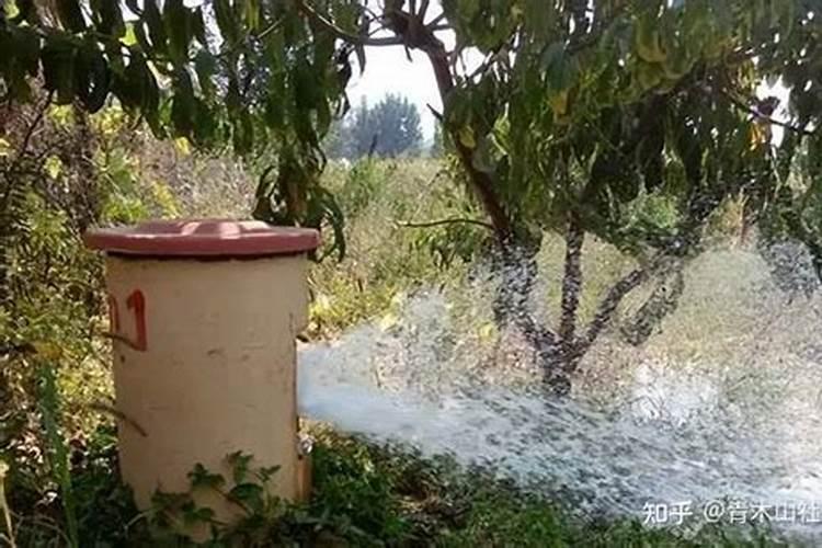 苹果挂果期用什么冲施肥好？苹果结果期用什么水溶肥效果好？