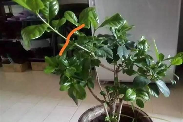 栀子花用什么肥料最好