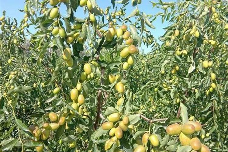 螯合铁是酸性还是碱性