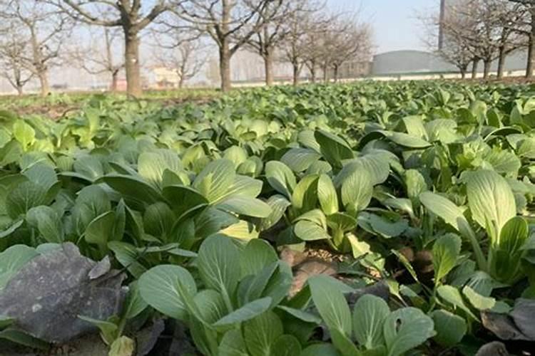 肥料检测收费多少复合肥化验多少钱？