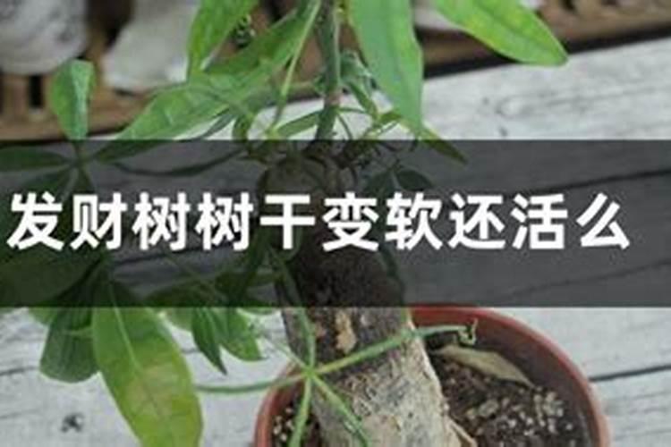 茶叶树撒肥后叶子变黄枯死怎么办？