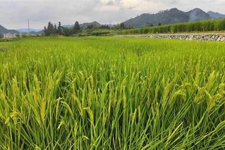 多肉杆子怎么养粗？ 这几点要注意