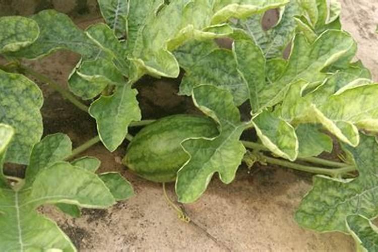 西瓜坐果后的施肥方法