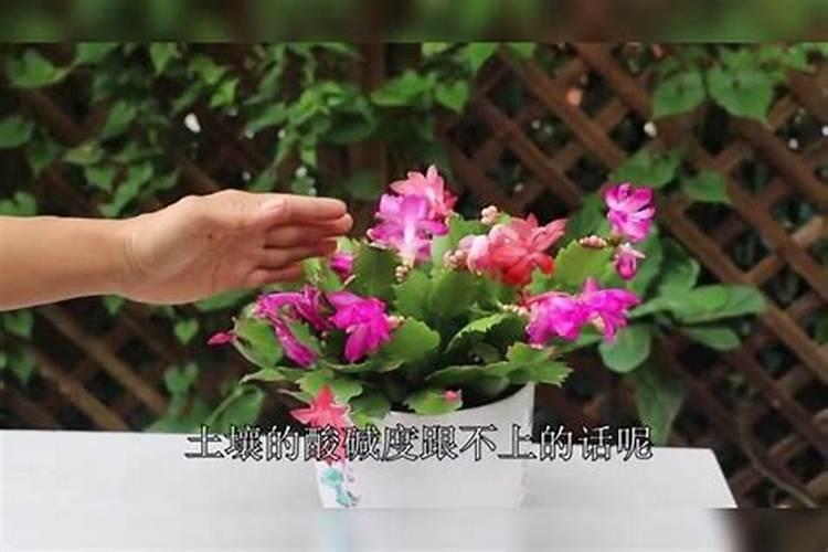 解爪兰怎样施肥谢谢蟹爪兰花已经谢了现在可以施肥了吗