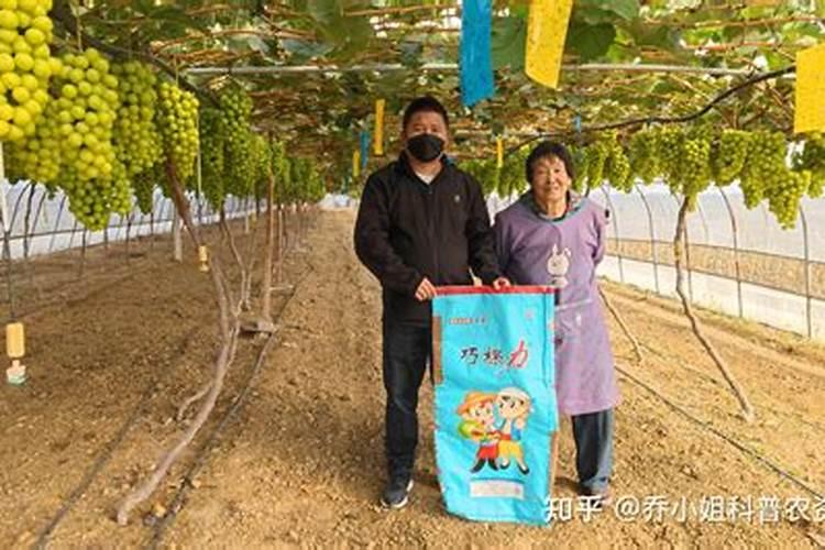 如果种的葡萄是酸的,怎样使其甜度提升变甜？