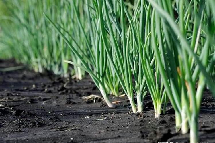 发财树换盆后多久浇水