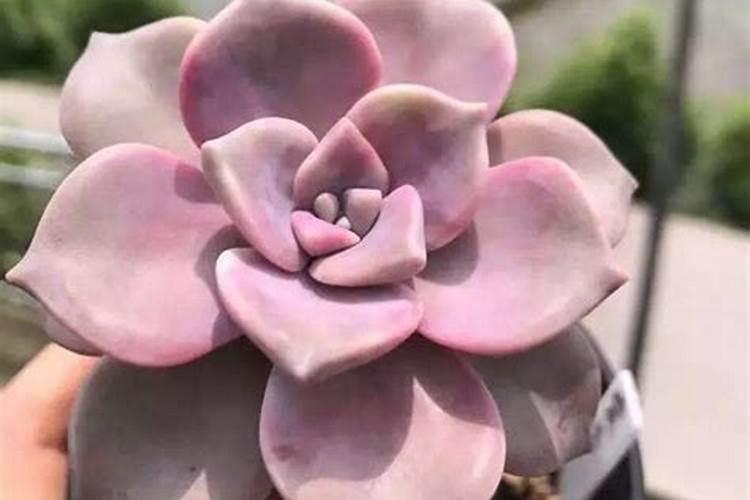 紫乐多肉植物怎么施肥