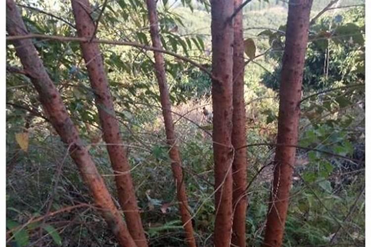 秋天养花,10月浇点“大补肥”,来年爆满大花芽