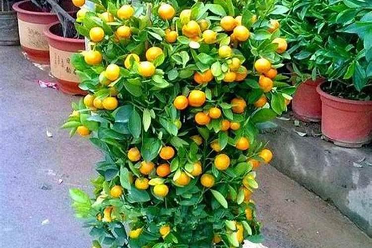 金桔开花期间施什么肥