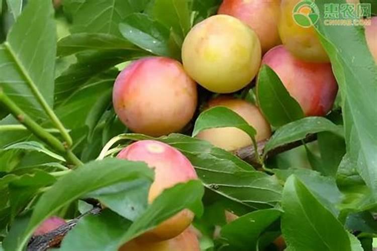 日剧《傻大姐》大结局到底是什么啊？大姐和黑泽在一起了吗？