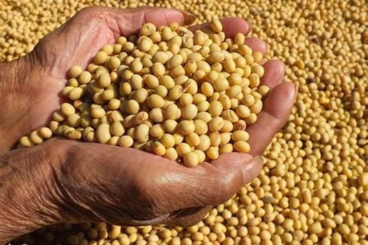 大豆上什么肥料产量高？大豆喷什么叶面肥结果多？