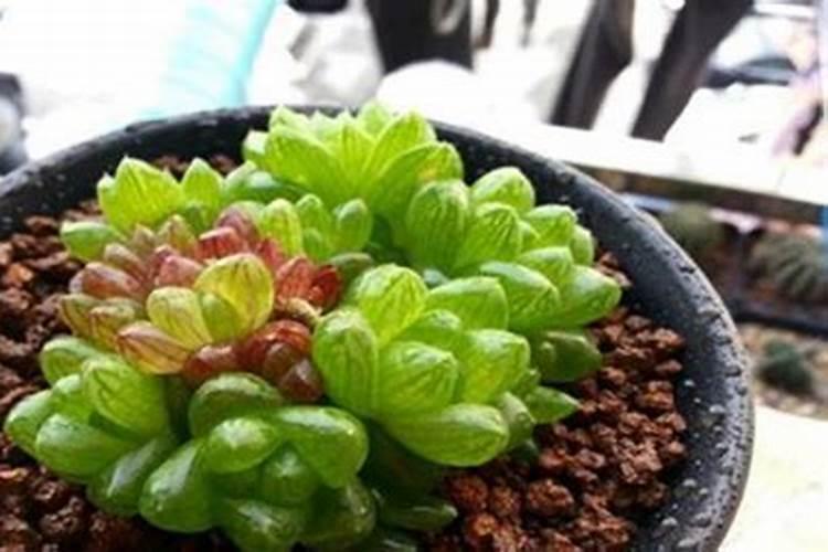 多肉营养土可以种月季吗？