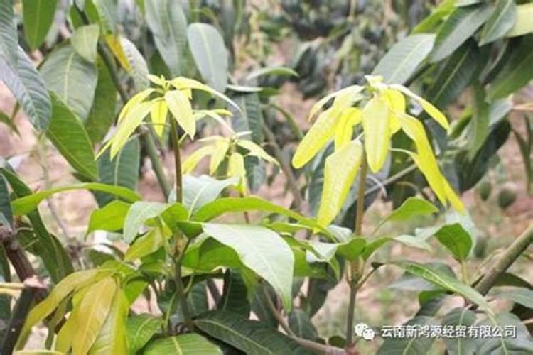 金银花施什么肥最好