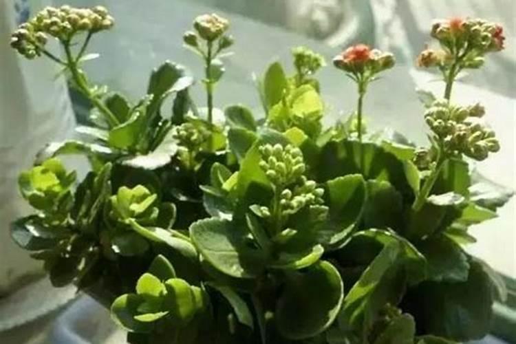 长寿花肥用什么合适 肥料制作与使用方法