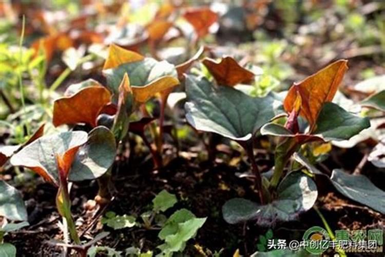 折耳根用什么肥料种植最好