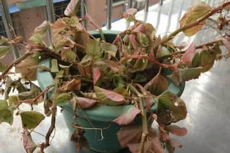 海棠施肥最佳时间,施肥多了怎么办